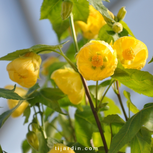 Abutilon 'Yellow Star'