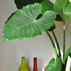 Alocasia macrorrhiza