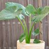 Alocasia macrorrhiza