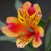 Alstroemeria 'Indian Summer'