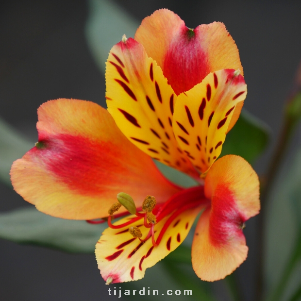 Alstroemeria Indian Summer : 'Lis du Perou' orangé, jardin - Tijardin