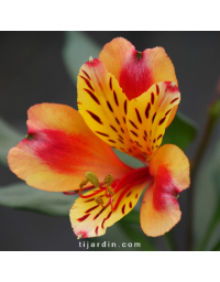 Alstroemeria 'Indian Summer®'- Lis des Incas