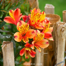 Alstroemeria 'Indian Summer'