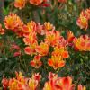 Alstroemeria 'Indian Summer'- Lis des Incas