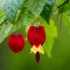 Abutilon megapotamicum