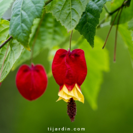 Abutilon megapotamicum