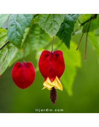Abutilon megapotamicum - Lanterne chinoise
