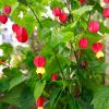 Abutilon megapotamicum