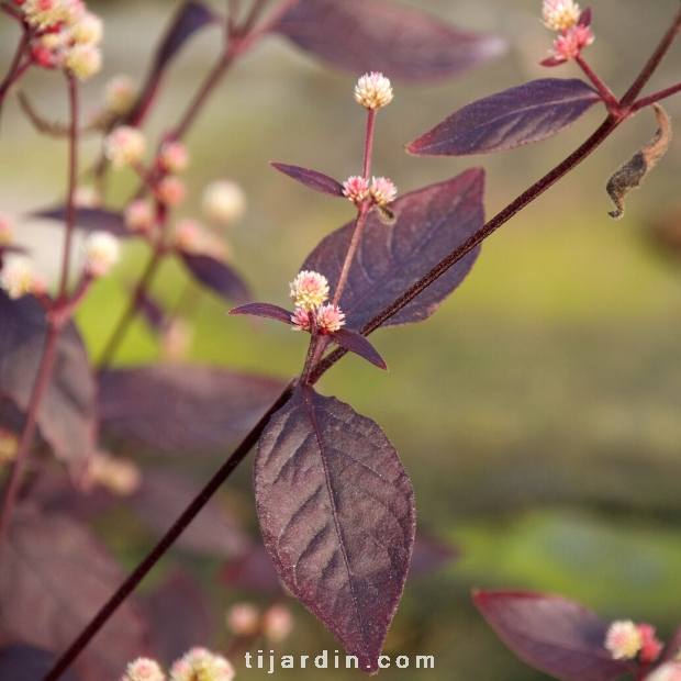 Alternanthera 'Purple Knight'