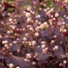 Alternanthera 'Purple Knight'