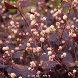 Alternanthera 'Purple Knight'