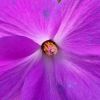 Alyogyne huegelii 'Santa Cruz' - Hibiscus bleu d'Australie