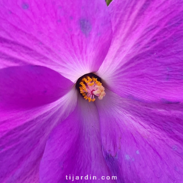 Alyogyne huegelii 'Santa Cruz' - Hibiscus bleu d'Australie