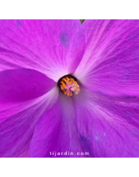 Alyogyne huegelii 'Santa Cruz' - Hibiscus bleu d'Australie