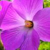 Alyogyne huegelii 'Santa Cruz' - Hibiscus bleu d'Australie