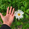 Anthemis Maltaise