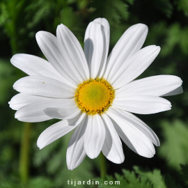 Anthemis Maltaise