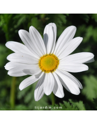 Anthemis Maltaise