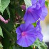 Ipomoea learii - Ipomoea Indica