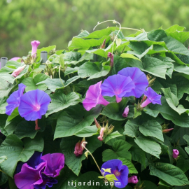 Ipomoea learii - Ipomoea Indica