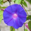 Ipomoea learii - Ipomoea Indica