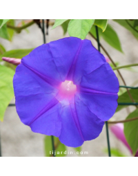 Ipomoea learii - Ipomoea Indica