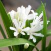 Agapanthus 'Snow Crystal'