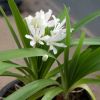 Agapanthus 'Snow Crystal'