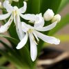 Agapanthus 'Snow Crystal'