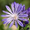 Agapanthus 'Moonlight Star'