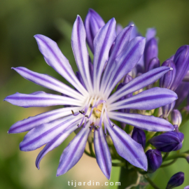Agapanthus 'Moonlight Star'