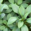 Alstroemeria 'Inticancha' Summer Breeze® - Lis des Incas 