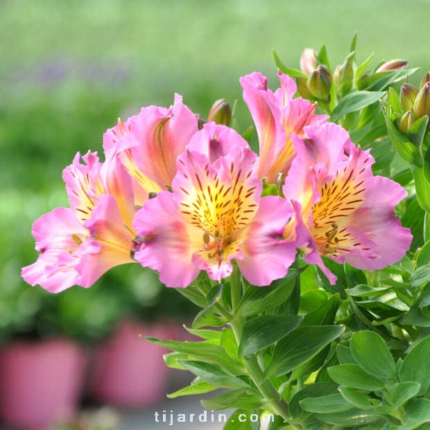 Alstroemeria 'Summer Paradise' Summer Rose® - Lis des Incas Alstroemeria 'Summer Paradise' Summer Rose® - Lis des Incas