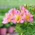 Alstroemeria 'Summer Paradise' Summer Rose® - Lis des Incas 