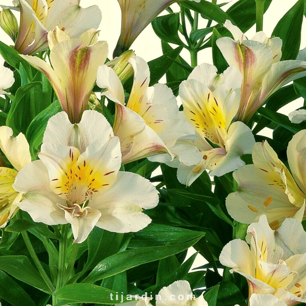 Alstroemeria 'Summer Paradise' Summer Sky® - Lis des Incas Alstroemeria 'Summer Paradise' Summer Sky® - Lis des Incas