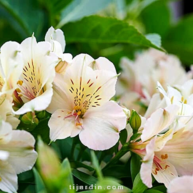 Alstroemeria 'Valley' Beach Valley® - Lis des Incas 