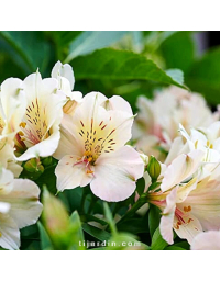 Alstroemeria 'Beach Valley' - Lis des Incas 
