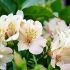 Alstroemeria 'Beach Valley' - Lis des Incas 