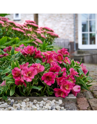 Alstroemeria 'River Valley' - Lis des Incas 