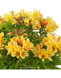 Alstroemeria 'Spring Valley' - Lis des Incas 