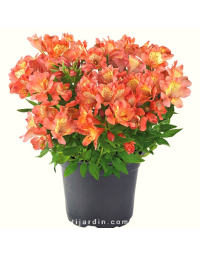 Alstroemeria 'Valley Girl' - Lis des Incas 