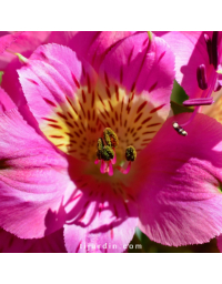 Alstroemeria 'Summer Saint' Summer Paradiset® - Lis des Incas