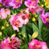 Alstroemeria 'Summer Paradise' Summer Saint® - Lis des Incas