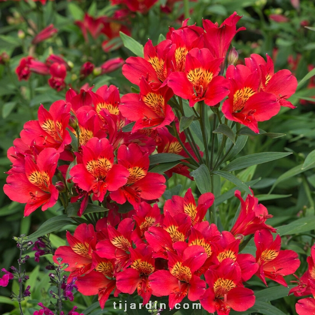 Alstroemeria 'Summer Paradise' Summer Pepper® - Lis des Incas 