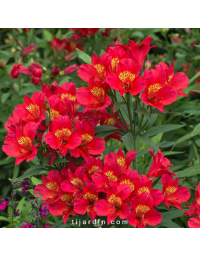 Alstroemeria 'Summer Paradise' Summer Pepper® - Lis des Incas 