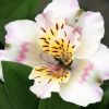 Alstroemeria 'Summer Paradise' Time Valley® - Lis des Incas 