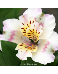 Alstroemeria 'Times Valley' - Lis des Incas 