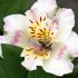 Alstroemeria 'Times Valley' - Lis des Incas 