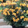 Alstroemeria 'Summer Paradise' Summer Breeze® - Lis des Incas 