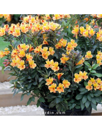 Alstroemeria 'Summer Breeze' Summer Paradise® - Lis des Incas 